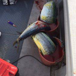 シーモンキー 釣果