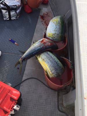 シーモンキー 釣果