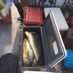 シーモンキー 釣果