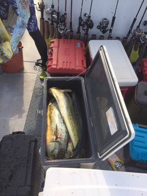 シーモンキー 釣果