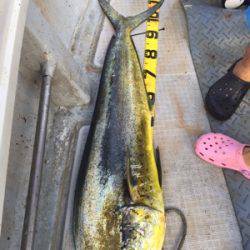 シーモンキー 釣果