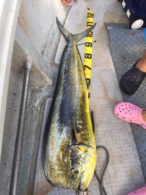 シーモンキー 釣果