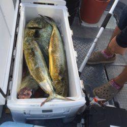 シーモンキー 釣果