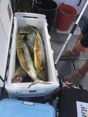 シーモンキー 釣果