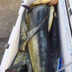 シーモンキー 釣果