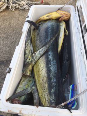 シーモンキー 釣果