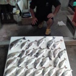 ふじや釣舟店 釣果