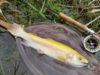 秩父フライフィールド 釣果