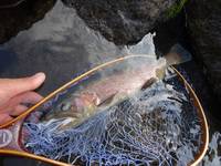 秩父フライフィールド 釣果