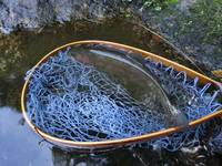 秩父フライフィールド 釣果