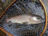 秩父フライフィールド 釣果