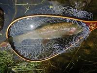 秩父フライフィールド 釣果