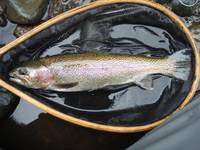 秩父フライフィールド 釣果