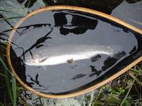 秩父フライフィールド 釣果