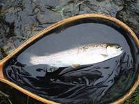 秩父フライフィールド 釣果