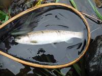 秩父フライフィールド 釣果