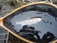 秩父フライフィールド 釣果