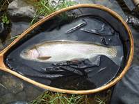 秩父フライフィールド 釣果