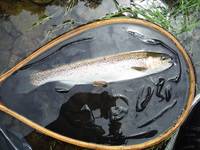 秩父フライフィールド 釣果