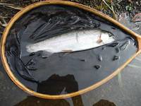 秩父フライフィールド 釣果