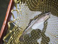 秩父フライフィールド 釣果