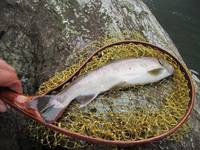 秩父フライフィールド 釣果