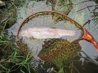 秩父フライフィールド 釣果