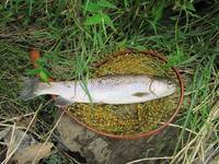 秩父フライフィールド 釣果