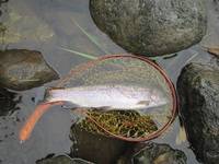 秩父フライフィールド 釣果