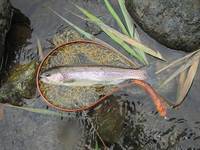 秩父フライフィールド 釣果