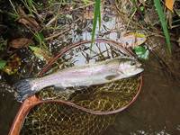 秩父フライフィールド 釣果
