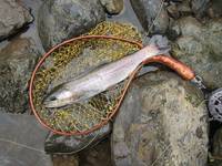 秩父フライフィールド 釣果