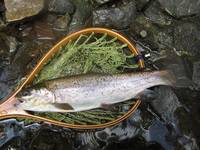 秩父フライフィールド 釣果