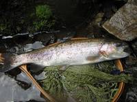 秩父フライフィールド 釣果