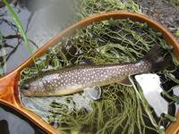 秩父フライフィールド 釣果