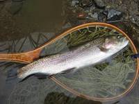 秩父フライフィールド 釣果