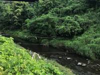 秩父フライフィールド 釣果