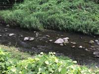 秩父フライフィールド 釣果