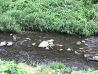 秩父フライフィールド 釣果