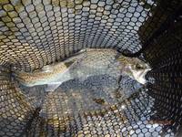 秩父フライフィールド 釣果