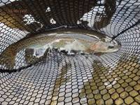 秩父フライフィールド 釣果