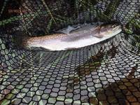 秩父フライフィールド 釣果