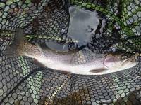 秩父フライフィールド 釣果