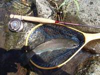 秩父フライフィールド 釣果