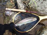 秩父フライフィールド 釣果