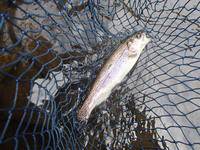 秩父フライフィールド 釣果