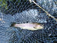 秩父フライフィールド 釣果