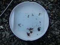 秩父フライフィールド 釣果