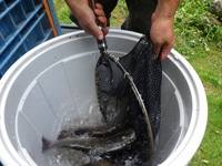 秩父フライフィールド 釣果