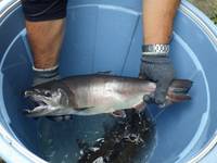 秩父フライフィールド 釣果